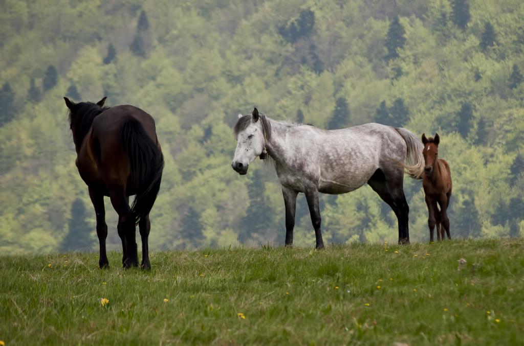 Диви коне в Местност Беклемето